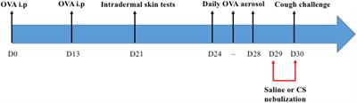 Impact of Inhaled Corticosteroids on the Modulation of Respiratory Defensive Reflexes During Artificial Limb Exercise in Ovalbumin-Sensitized Rabbits